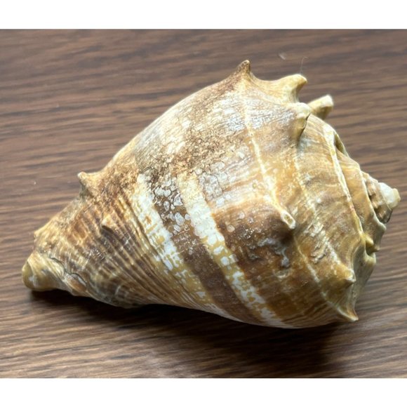 Vintage Whelk Conch Shell North Carolina Atlantic Ocean Nautical Beach Decor - Picture 5 of 6
